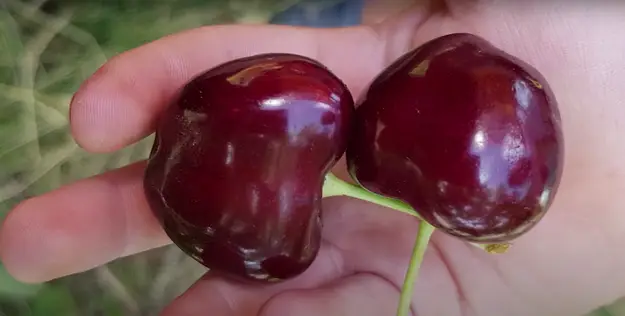 Спелые плоды черешни Гигант РЭД на ветке